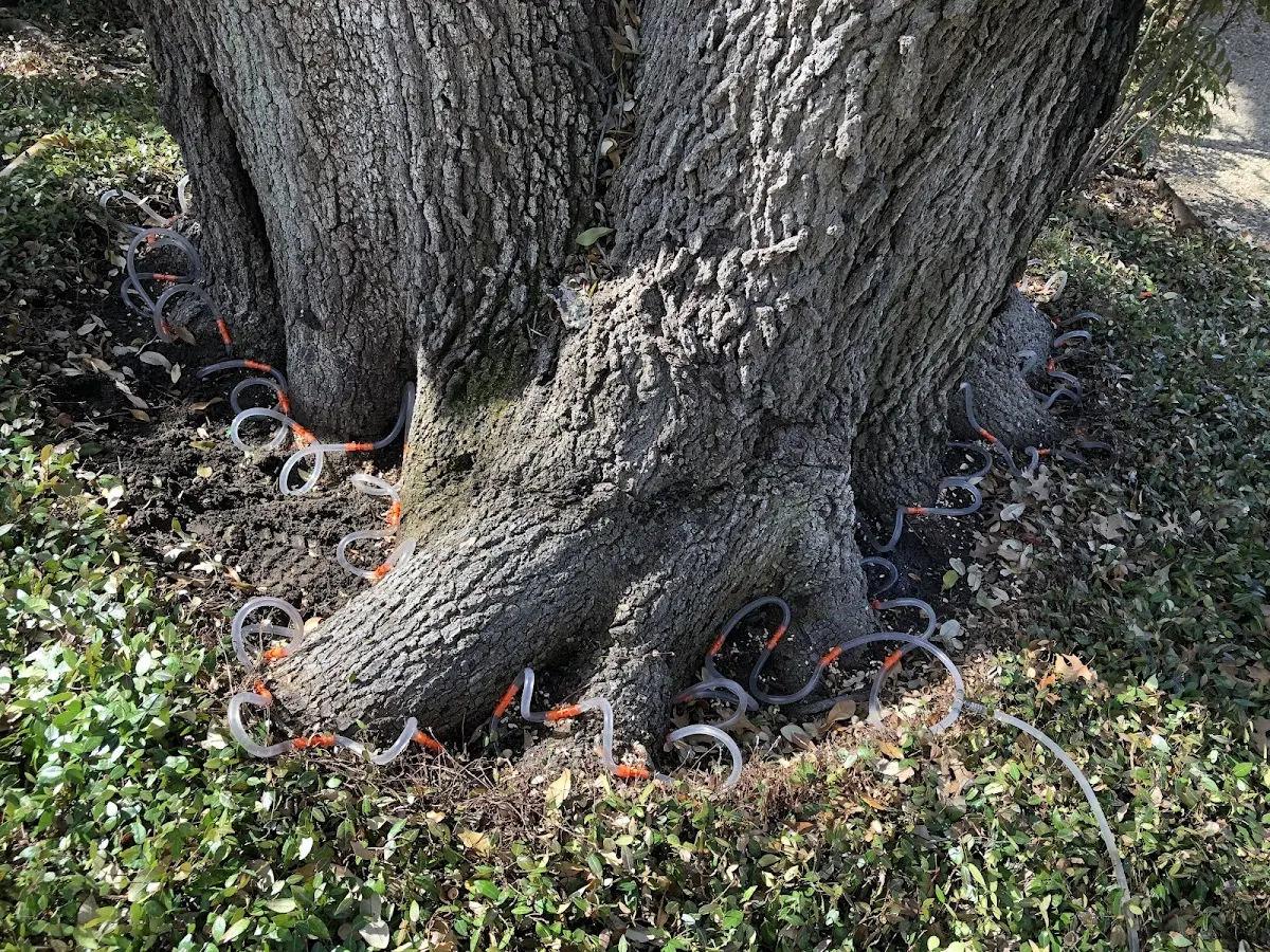 Detailed Tree Cabling and Bracing job site in Pine Hill