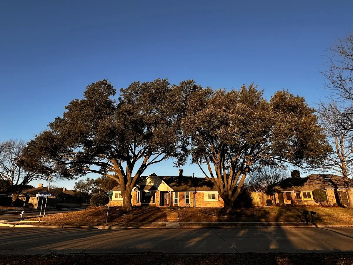 Established residential canopy tree shading a home in Pine Hill